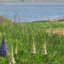 Les lupins commencaient à peine à fleurir.